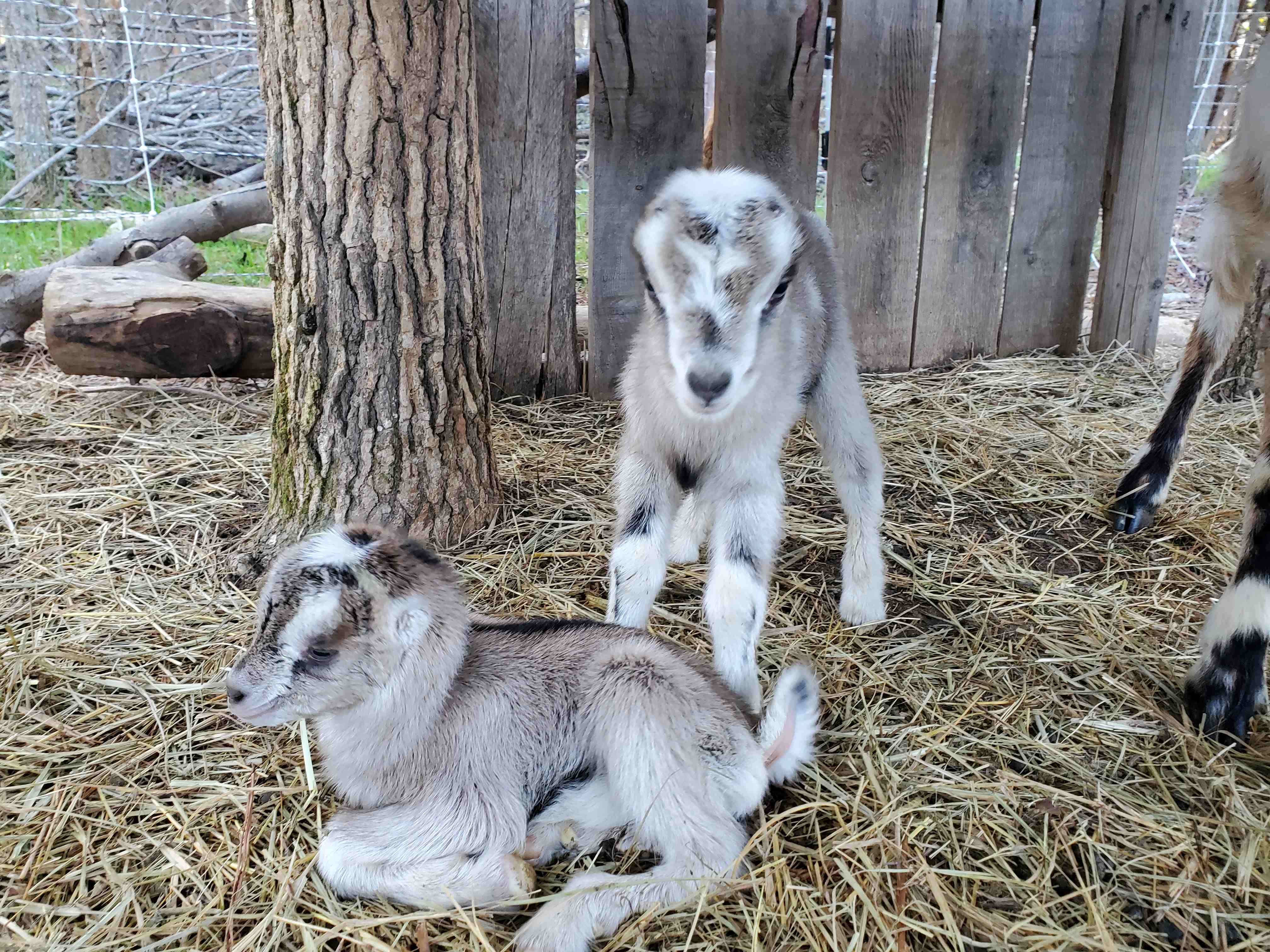 Baby Goats compressed.jpg